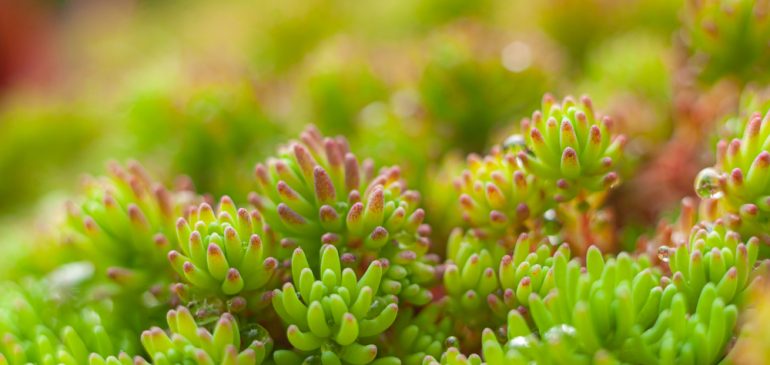 Metoder för att förlänga livslängden på sedumtak